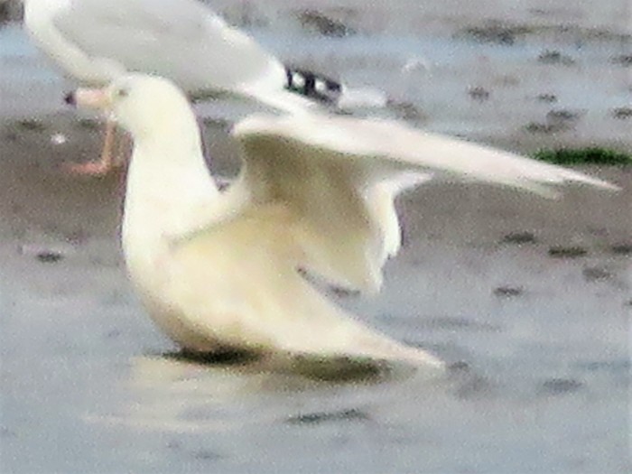 Glaucous Gull