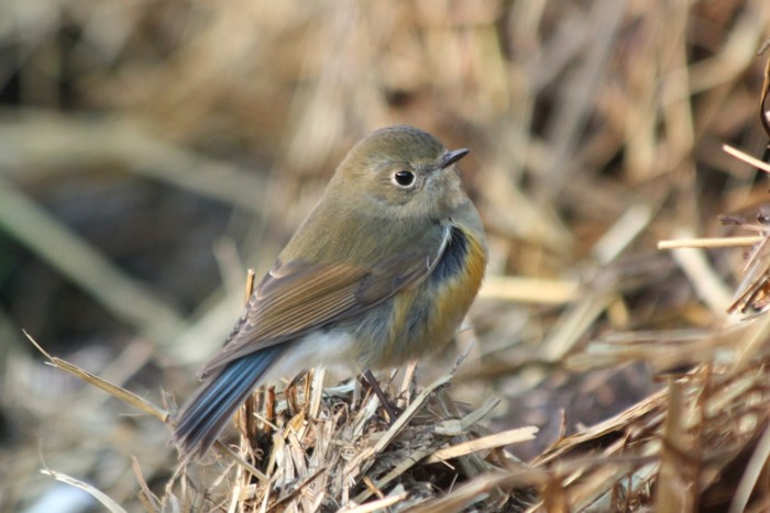 Red-flanked Bluetail