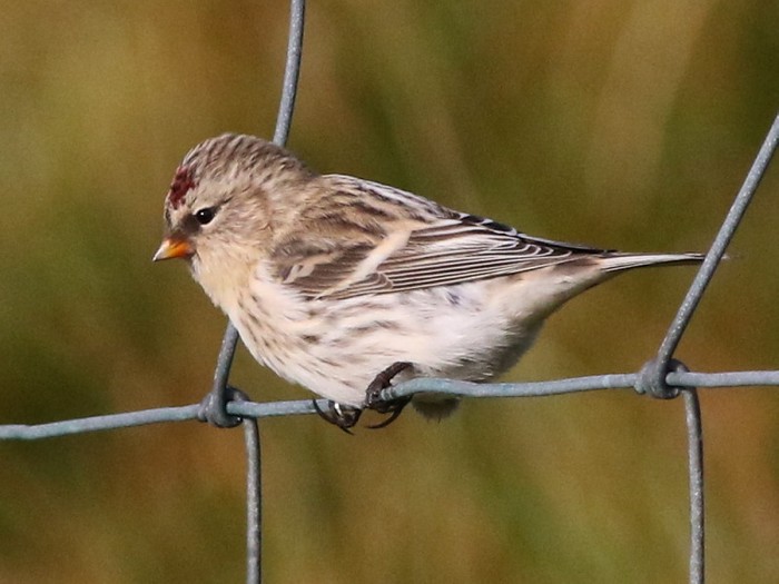 Coues's Arctic Redpoll