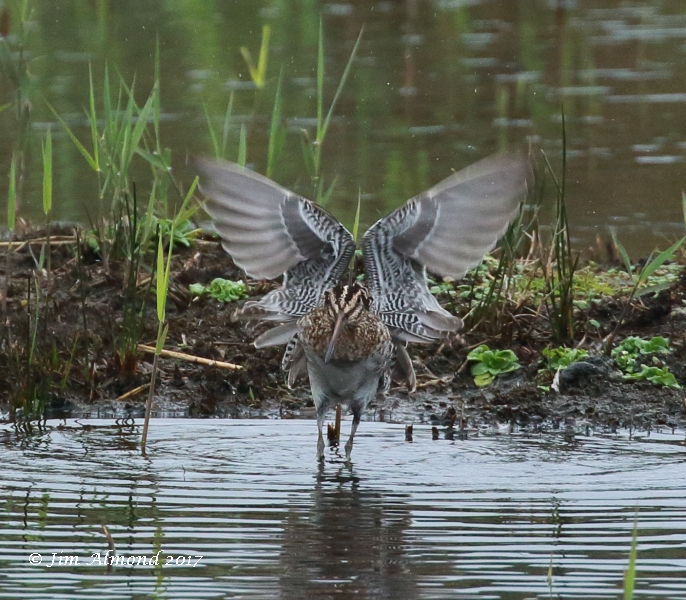 Wilson's Snipe