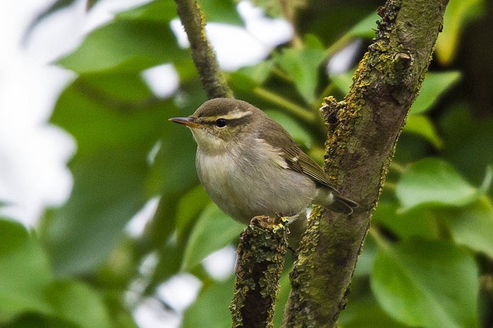 Arctic Warbler