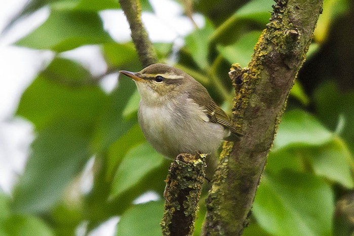 Arctic Warbler