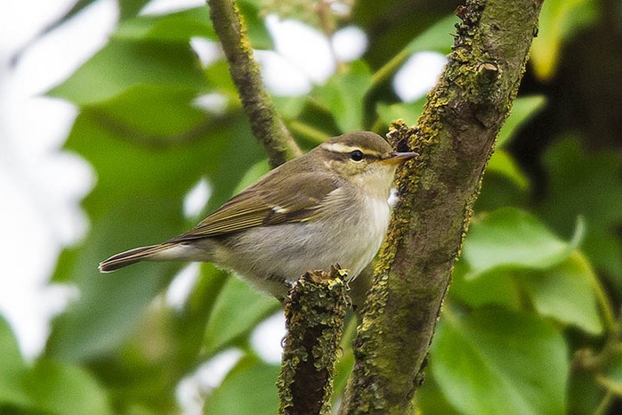 Arctic Warbler