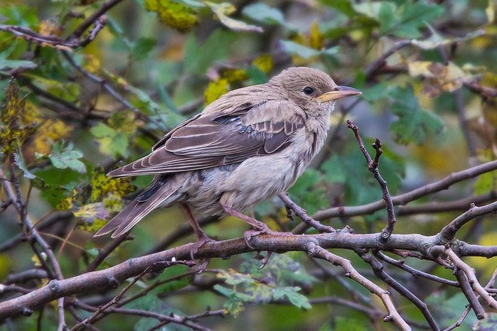 Rose-coloured Starling