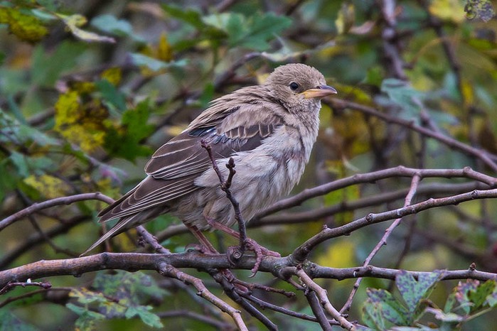 Rose-coloured Starling