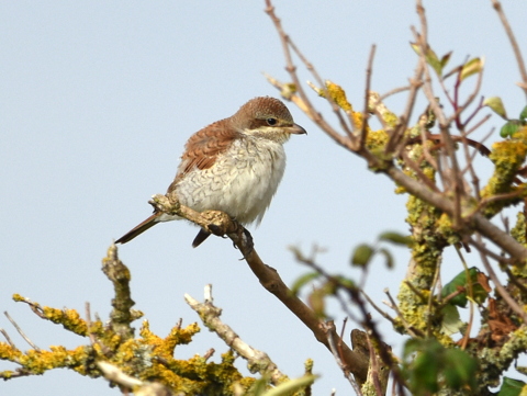 Red-backed Shrike