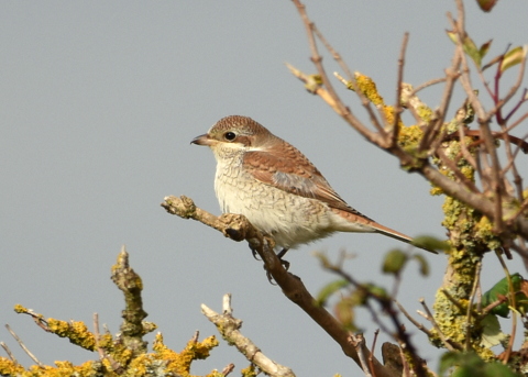Red-backed Shrike
