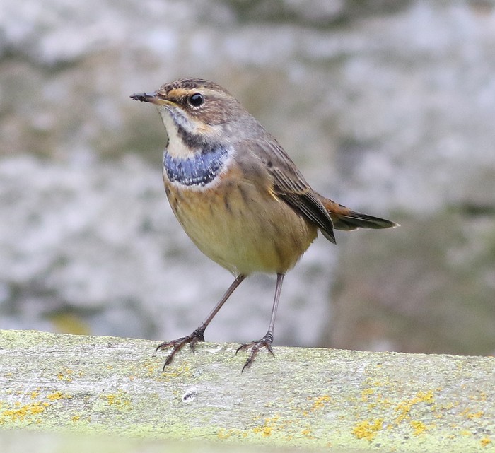 Bluethroat