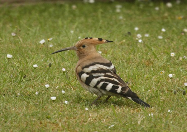 Hoopoe
