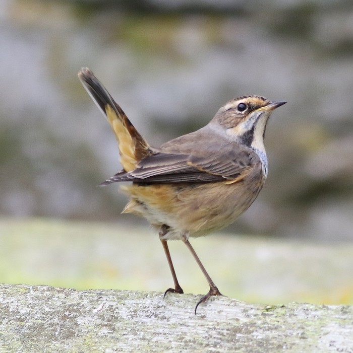 Bluethroat