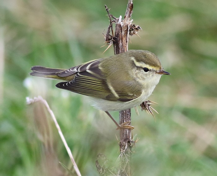 Yellow-browed Warbler