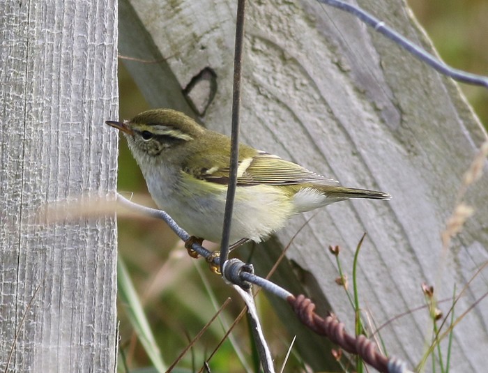 Yellow-browed Warbler