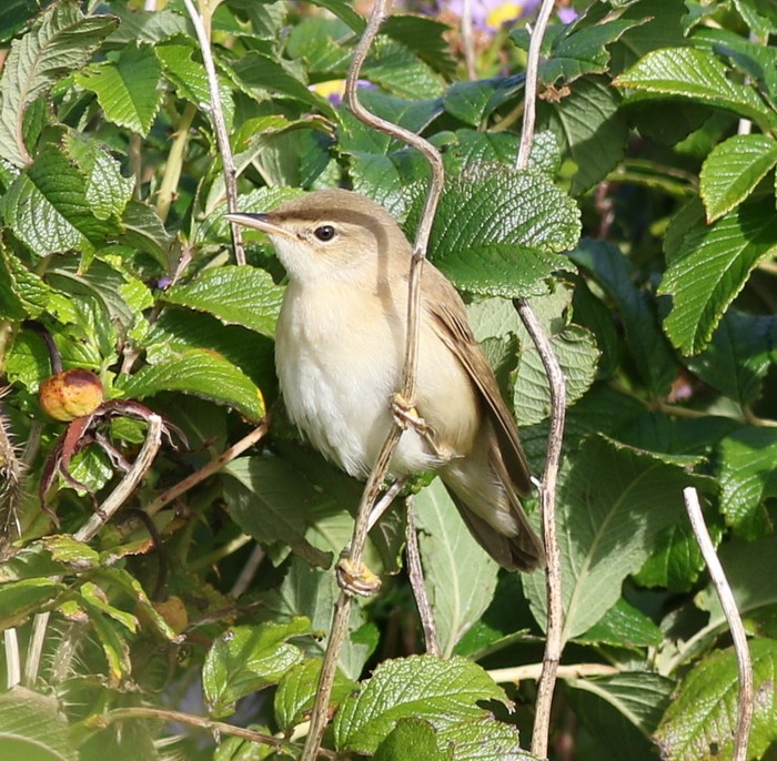 Marsh Warbler