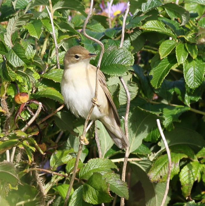 Marsh Warbler