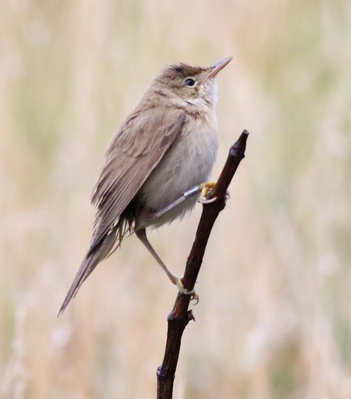 Marsh Warbler