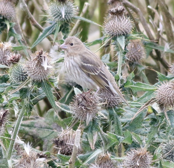 Common Rosefinch