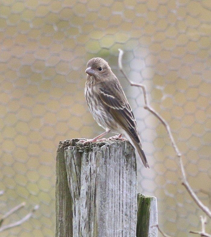 Common Rosefinch