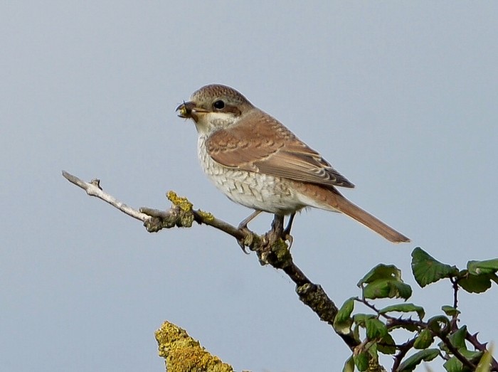 Red-backed Shrike