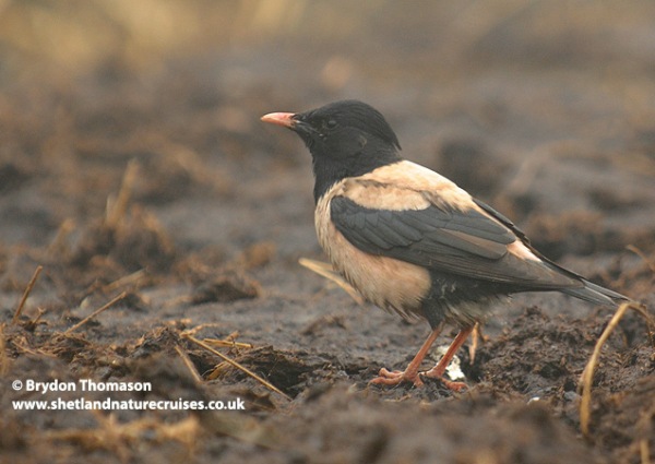 Rose-coloured Starling