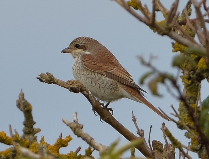 Red-backed Shrike