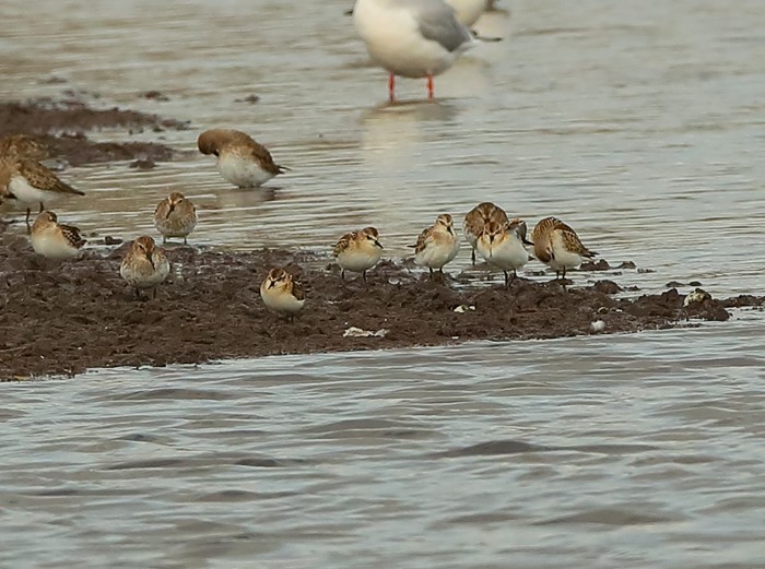 Little Stint