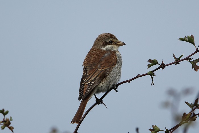 Red-backed Shrike