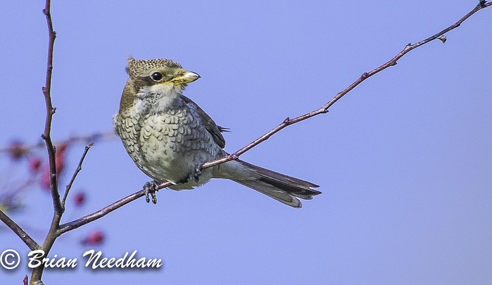 Red-backed Shrike