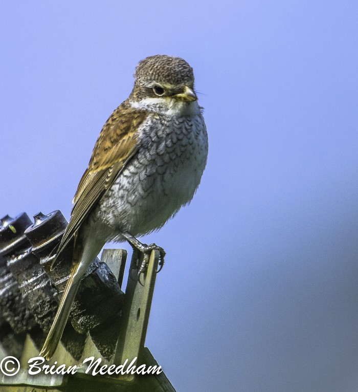 Red-backed Shrike
