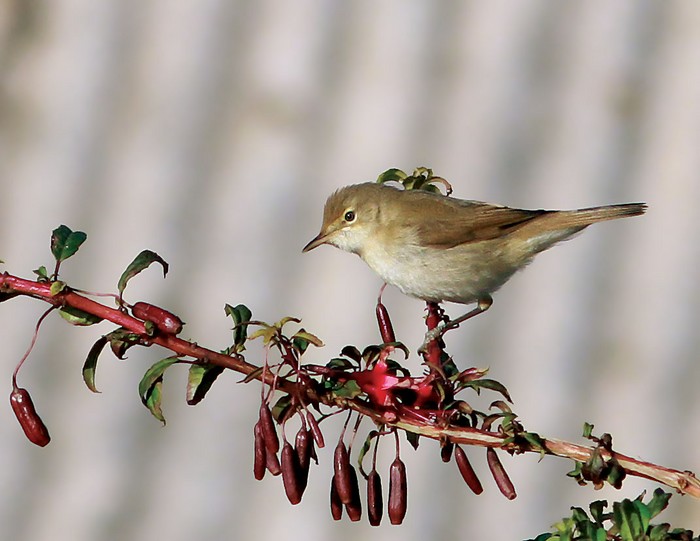 Blyth's Reed Warbler