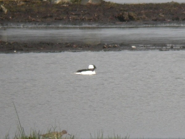 Bufflehead