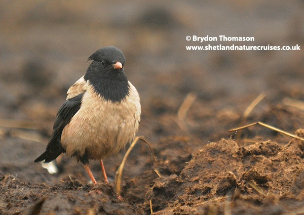 Rose-coloured Starling