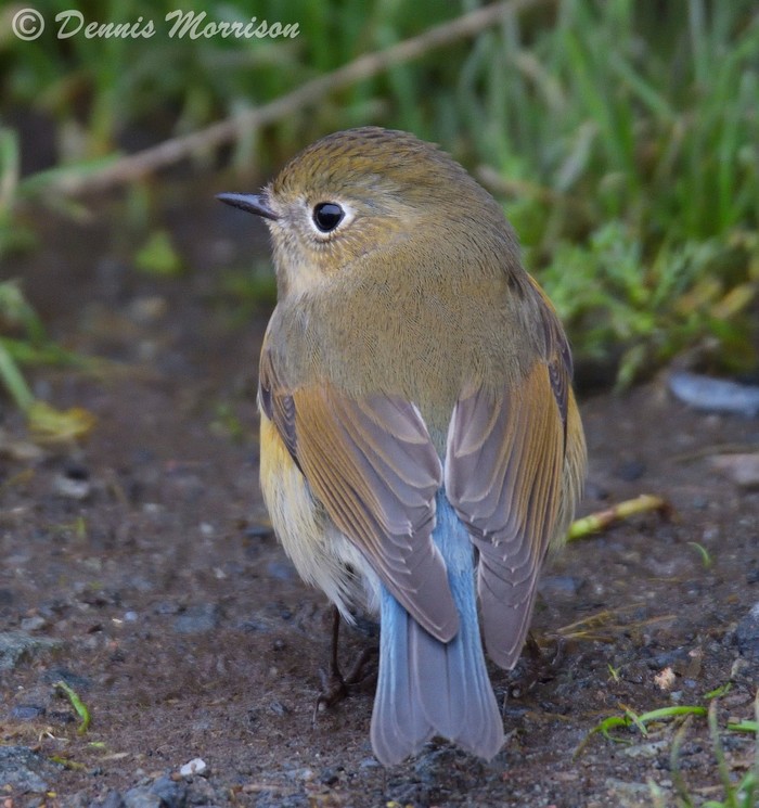 Red-flanked Bluetail