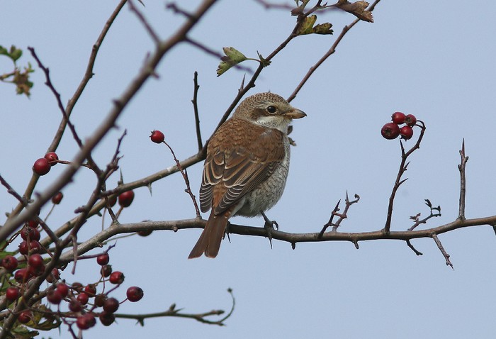 Red-backed Shrike