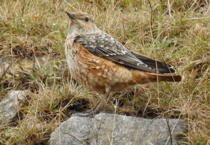 Rock Thrush