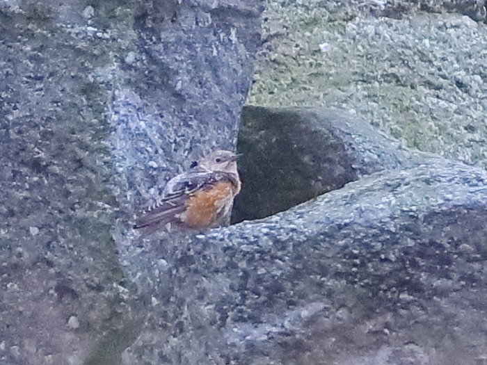 Rock Thrush