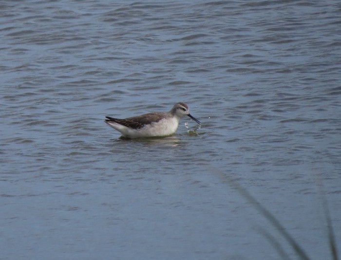 Wilson's Phalarope