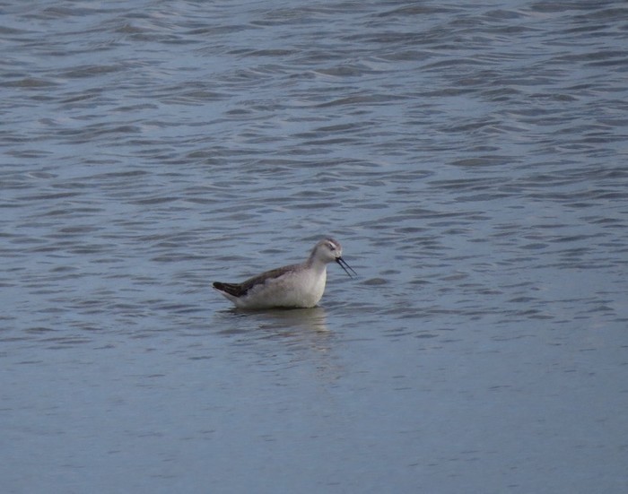 Wilson's Phalarope