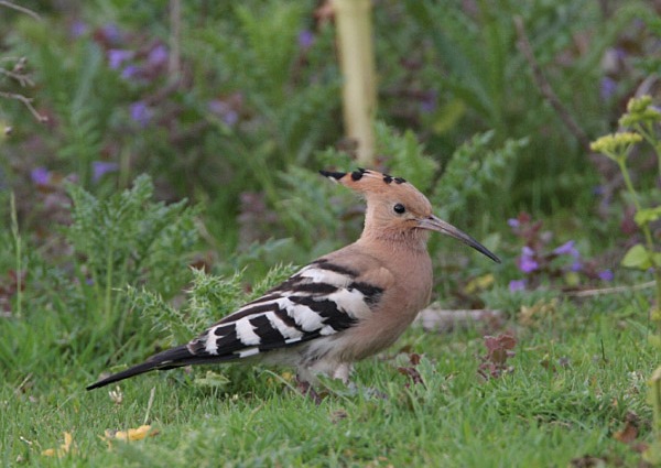 Hoopoe