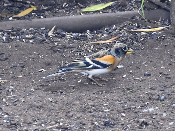 Brambling