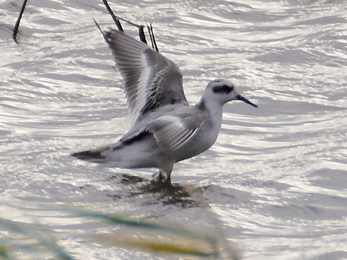 Grey Phalarope