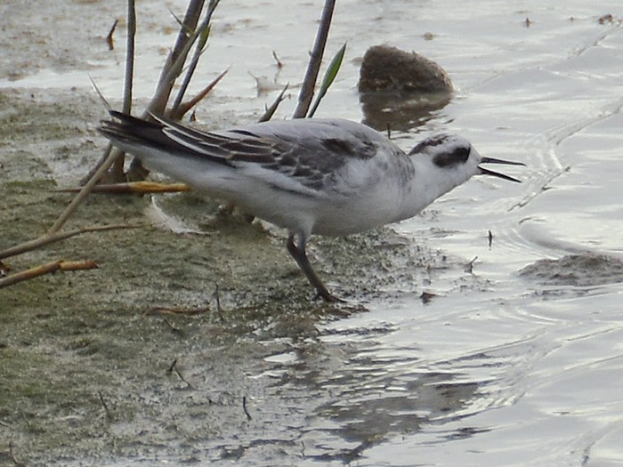 Grey Phalarope