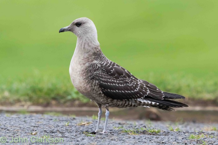 Long-tailed Skua