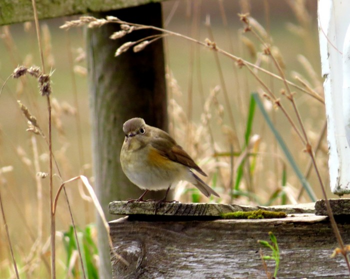 Red-flanked Bluetail