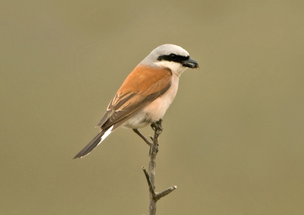 Red-backed Shrike