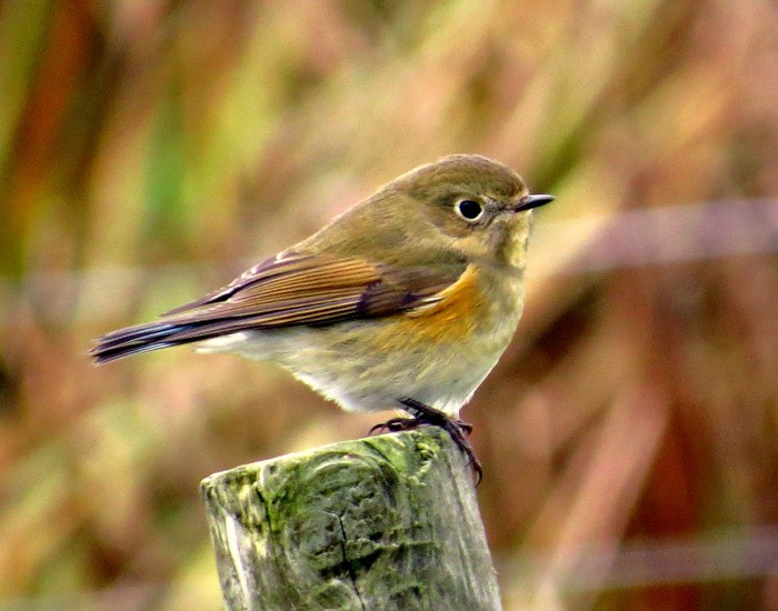 Red-flanked Bluetail