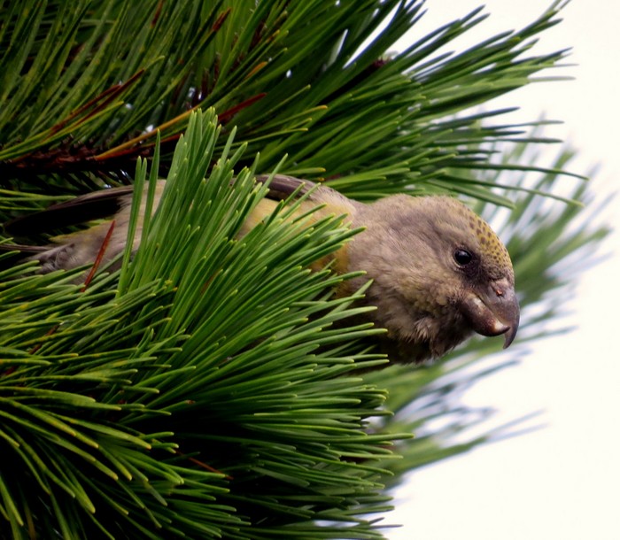 Parrot Crossbill
