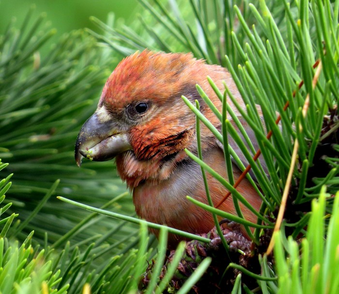 Parrot Crossbill