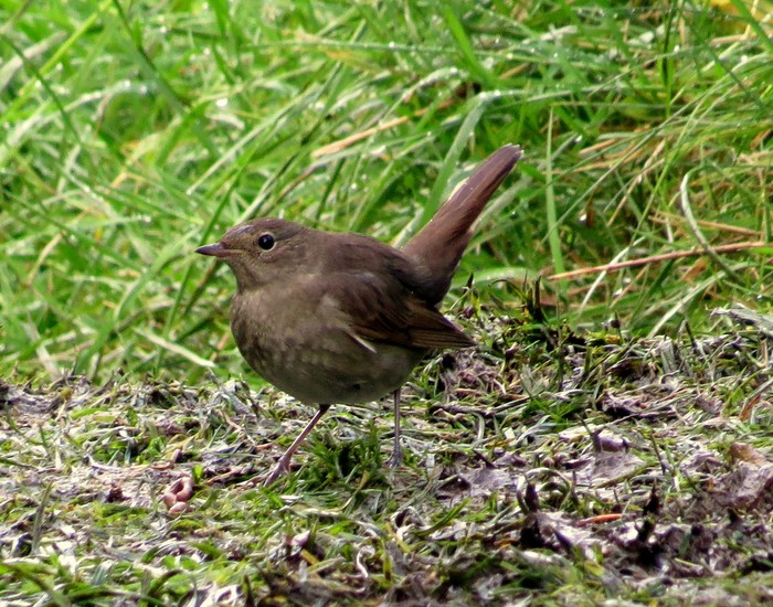 Thrush Nightingale