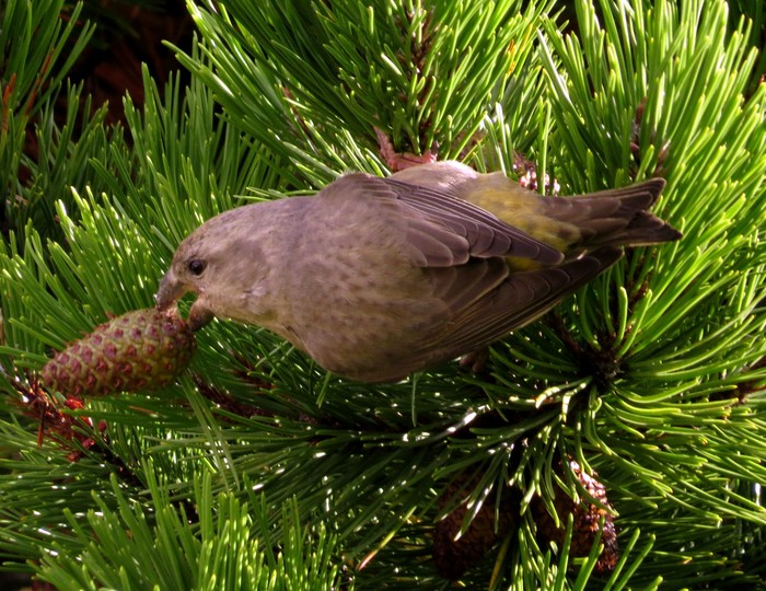 Parrot Crossbill