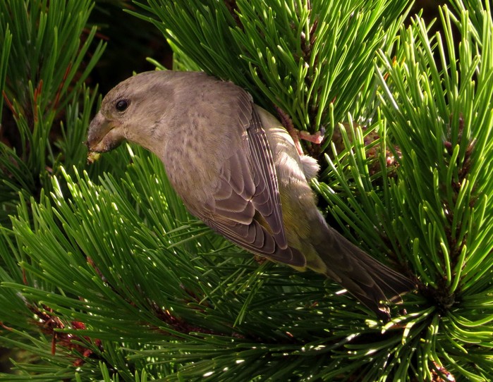 Parrot Crossbill